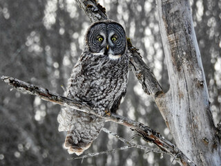 Great Grey Owl in full hunting mode, keeping very alert at sunrise for any sounds deep under the snow 