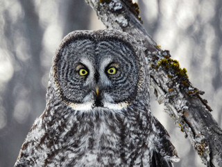 Great Grey Owl in full hunting mode, keeping very alert at sunrise for any sounds deep under the snow 