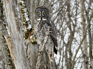 Great Grey Owl in full hunting mode, keeping very alert at sunrise for any sounds deep under the snow 