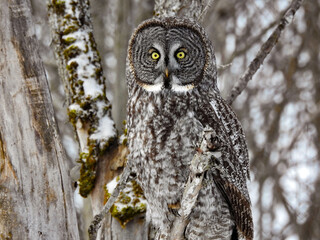 Great Grey Owl in full hunting mode, keeping very alert at sunrise for any sounds deep under the snow 