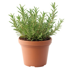 A Thriving Potted Rosemary Plant with Aromatic Leaves Isolated on Transparent Background