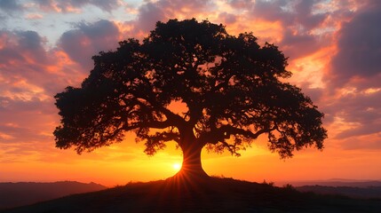 Golden sunset silhouettes trees against an orange and red evening sky