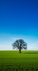 Obraz premium 巨大な木が佇む風景