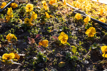 Yellow flowers scattered on the ground with irrigation tubing during early morning sunlight