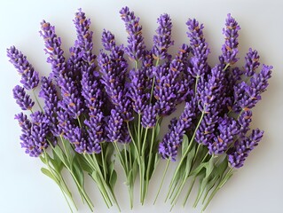 Fototapeta premium Isolated purple lavender blossoms form a fragrant floral bunch