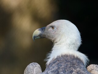close up of a vulture