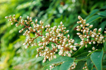 close up view of wild white flowers in the garden
