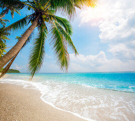 panorama of tropical beach with coconut palm trees