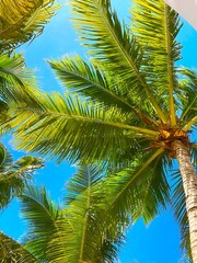 Fototapeta premium coconut palm tree