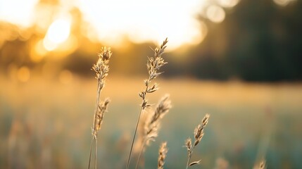 Fototapeta premium Golden hour sunlight illuminating tall grass swaying gently in a peaceful open field landscape : Generative AI