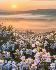 Obraz premium Beltane sunrise over misty flower field in tranquil countryside