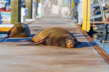 Resting Sea Lion on Dock at Oceanside Harbor, California