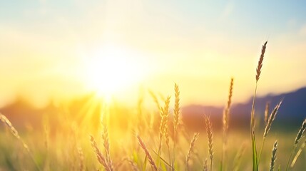 Fototapeta premium Glowing Sunrise over Golden Wheat Fields Captured in a Serene Summer Morning : Generative AI