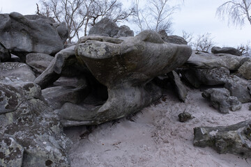 Natural variety found in a rocky forest; the Fontainebleau forest, in France.