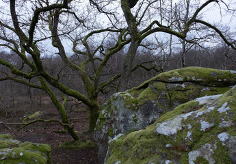 Natural variety found in a rocky forest; the Fontainebleau forest, in France.