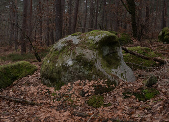 Natural variety found in a rocky forest; the Fontainebleau forest, in France.