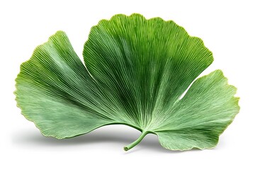 Close-up of a vibrant green Ginkgo Biloba leaf