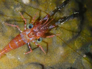 A top-down view of a red shrimp.