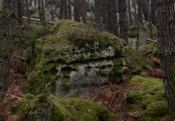 Natural variety found in a rocky forest; the Fontainebleau forest, in France.