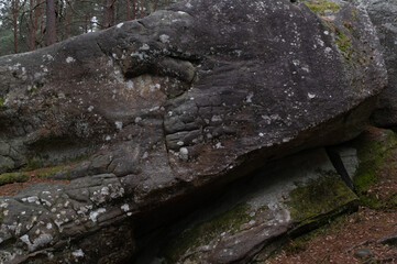 Natural variety found in a rocky forest; the Fontainebleau forest, in France.