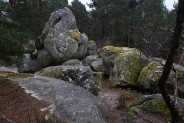 Natural variety found in a rocky forest; the Fontainebleau forest, in France.