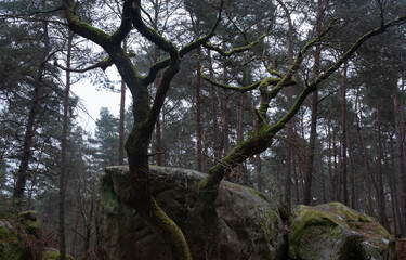 Natural variety found in a rocky forest; the Fontainebleau forest, in France.