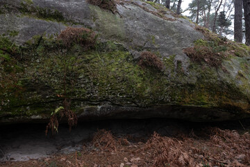 Natural variety found in a rocky forest; the Fontainebleau forest, in France.