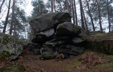 Natural variety found in a rocky forest; the Fontainebleau forest, in France.