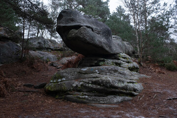 Obraz premium Natural variety found in a rocky forest; the Fontainebleau forest, in France.