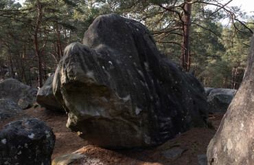 Natural variety found in a rocky forest; the Fontainebleau forest, in France.