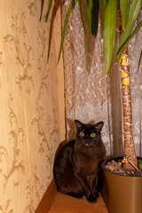 yellow-eyed cat, under palm tree, on floor, brown, big eyes, European Burmese, serious look, young,...