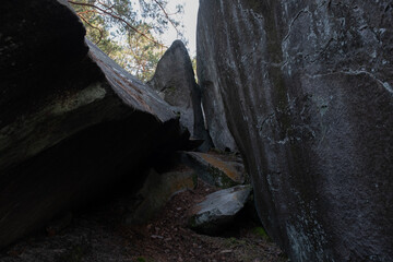 Natural variety found in a rocky forest; the Fontainebleau forest, in France.