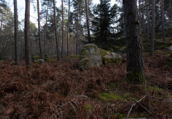 Natural variety found in a rocky forest; the Fontainebleau forest, in France.