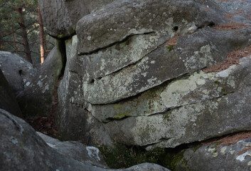 Natural variety found in a rocky forest; the Fontainebleau forest, in France.