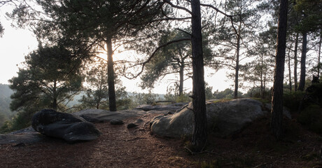 Natural variety found in a rocky forest; the Fontainebleau forest, in France.