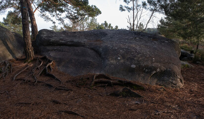 Natural variety found in a rocky forest; the Fontainebleau forest, in France.