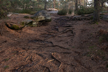 Natural variety found in a rocky forest; the Fontainebleau forest, in France.