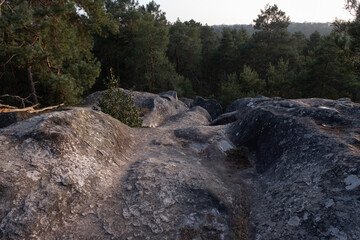 Natural variety found in a rocky forest; the Fontainebleau forest, in France.