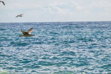 Seagull flying above water