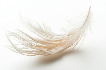 Obraz premium A delicate white feather gently rests on a smooth surface, embodying elegance and tranquility with its soft texture and intricate details, highlighted against a minimalist backdrop.