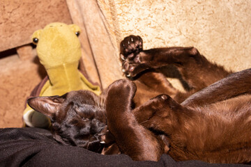 purebred cat, brown, European Burmese, lying on the owner, paws up, holding the hind paws with the front, washing the paw with the tongue, squinting, satisfied, yellow-eyed, beautiful, well-groomed, b