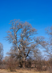 Solitary Tree in the Park