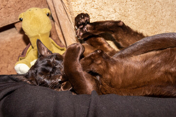 purebred cat, brown, European Burmese, lying on the owner, paws up, holding the hind paws with the front, washing the paw with the tongue, squinting, satisfied, yellow-eyed, beautiful, well-groomed, b