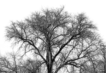 Bare Tree Branches Against the Sky