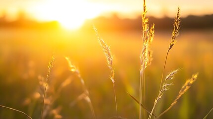 Fototapeta premium Golden Sunrise Over Soft Grass Field Illuminated by Warm Light at Dawn : Generative AI