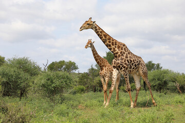 Giraffe / Giraffe / Giraffa camelopardalis