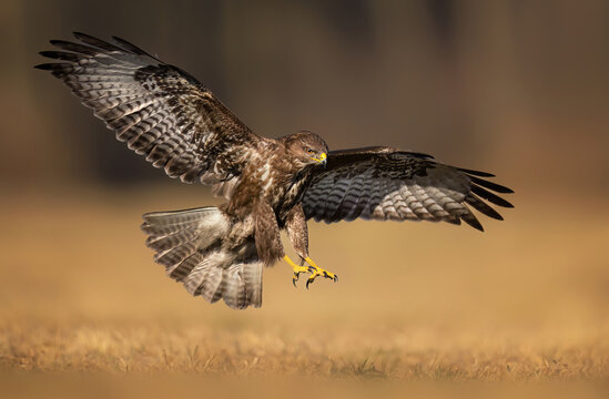 Common buzzard bird ( Buteo buteo )