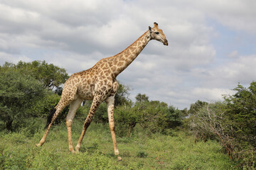 Giraffe / Giraffe / Giraffa camelopardalis