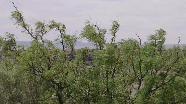 Slow Motion Mesquite Blowing in the WInd
