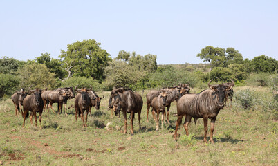 Streifengnu / Blue wildebeest / Connochaetes taurinus